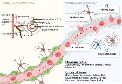 Neurovascular Dysfunction in Diverse Communities With Health Disparities—Contributions to Dementia and Alzheimer’s Disease